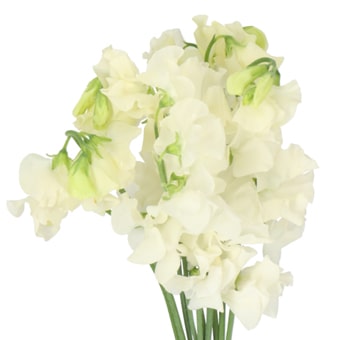 Fresh cut cream sweet pea flowers with delicate ruffled petals, perfect for wedding bouquets, centerpieces, and events.