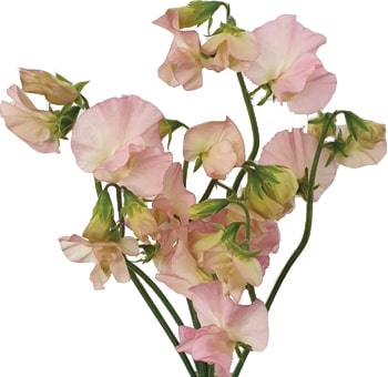 Delicate peach sweet peas with a warm salmon hue, perfect for romantic wedding bouquets, bridal designs, and affordable wholesale floral decor.