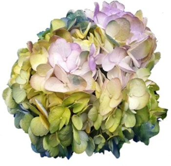 Spring Flowers