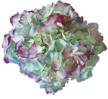 A vibrant Turquoise Hot Pink Hydrangea with a unique blend of pastel turquoise and bold pink accents.