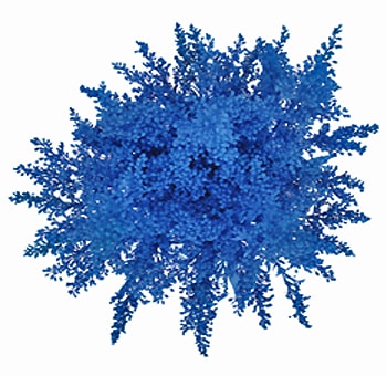 Blue Aster Solidago