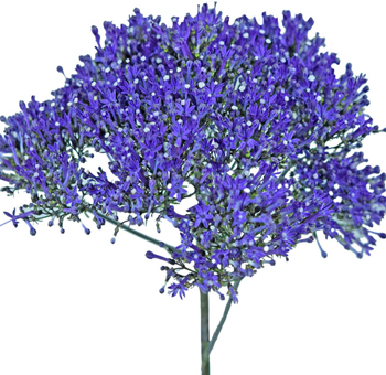 Trachelium Flower
