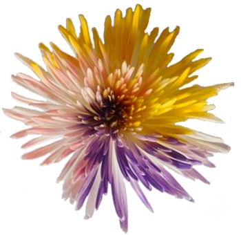 Spider Mums Tricolor Lavender, Pink, Yellow