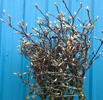 Flowering Branches