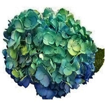 A stunning Teal Green Blue Hydrangea featuring a rich gradient of teal, green, and blue petals.