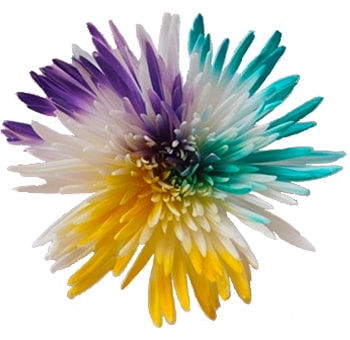 Spider Mums Yellow Purple Turquoise