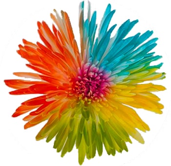 Parrot Spider Mums Multicolor Flowers
