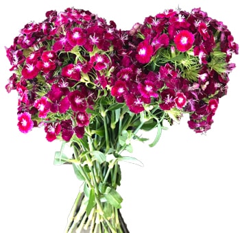 Burgundy violet dianthus adds depth to weddings, centerpieces, and dramatic floral décor.