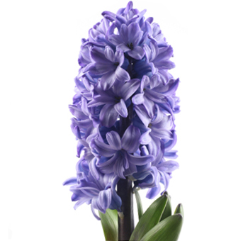 Blue-violet Hyacinth flower with dense clusters of delicate blooms, perfect for adding a pop of color to floral arrangements for weddings or spring events.