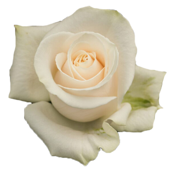 Cream Rose - Whipped Cream with velvety cream petals, perfect for weddings, anniversaries, and elegant floral arrangements.