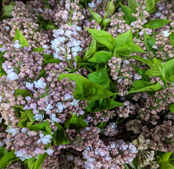 Close-up of delicate lilac blossoms in soft purple and lavender hues, accented by bright green leaves, showcasing the vibrant, textured blooms perfect for spring floral arrangements or event décor.