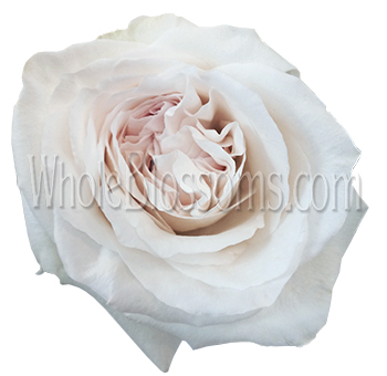 Close-up of a Blushing Beauty White Garden Rose showcasing creamy white petals with soft blush undertones and layered texture, perfect for romantic floral designs.