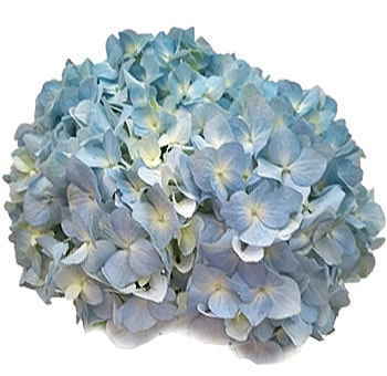 Single large blue Hydrangea bloom with soft hues, perfect for adding texture and beauty to floral arrangements for any occasion.