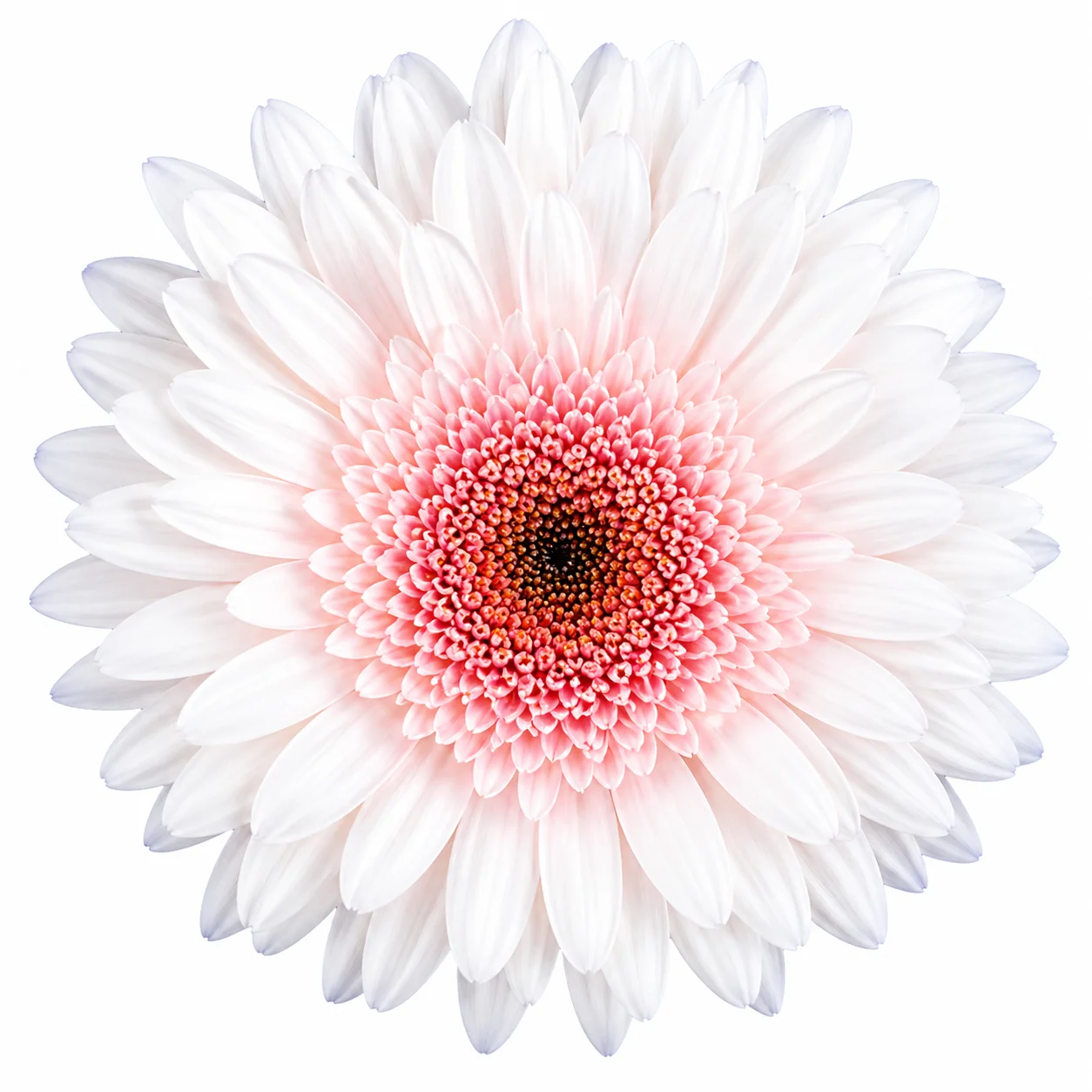 Wholesale white blush cremon mum - fresh soft white bloom with pink center, ideal for bulk wedding flowers and bouquets.