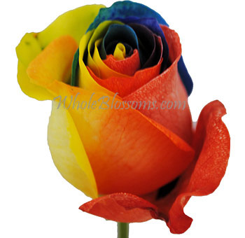 Bold red, yellow, and blue rose with tricolor petals, crafted for weddings, themed events, and statement floral gifts.