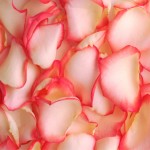 Bi-Color Cream-Orange Rose Petals