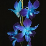 Blue Dendrobium Orchid Blue Dendrobium Orchid