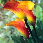 Calla Lily Mini Flame Flowers