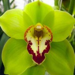 Green Cymbidium Red Lip Orchid Green Cymbidium Red Lip Orchid