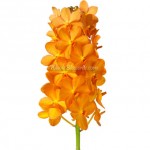 Orange Vanda Orchid Orange Vanda Orchid