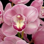 Pink Mini Cymbidium Orchid