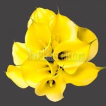 Yellow Serrada Calla Lilies