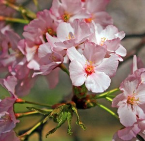 pink-cherry-blossoms Pink Cherry Blossoms