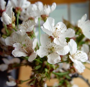 white-cherry-blossom White Cherry Blossoms