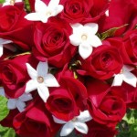 Stunning Red Roses Stunning Red Roses