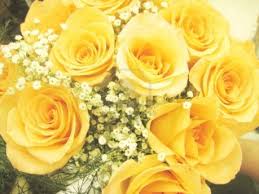 Roses - Yellow