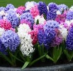 Hyacinth - 2