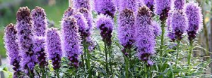 Liatris - 3
