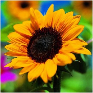 Sunflower_1
