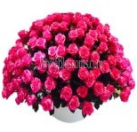 hot_pink_wholesale_roses_4