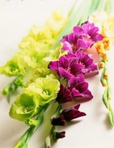 Gladiolus Flowers