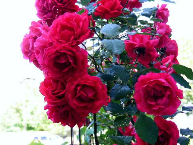 How Long Does Roses Last weather factor