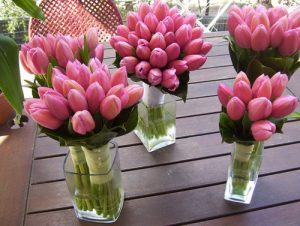 Buy wholesale tulips flowers