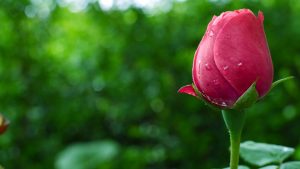 Local wholesale flowers