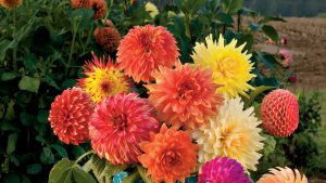 buy Dahlias flowers online