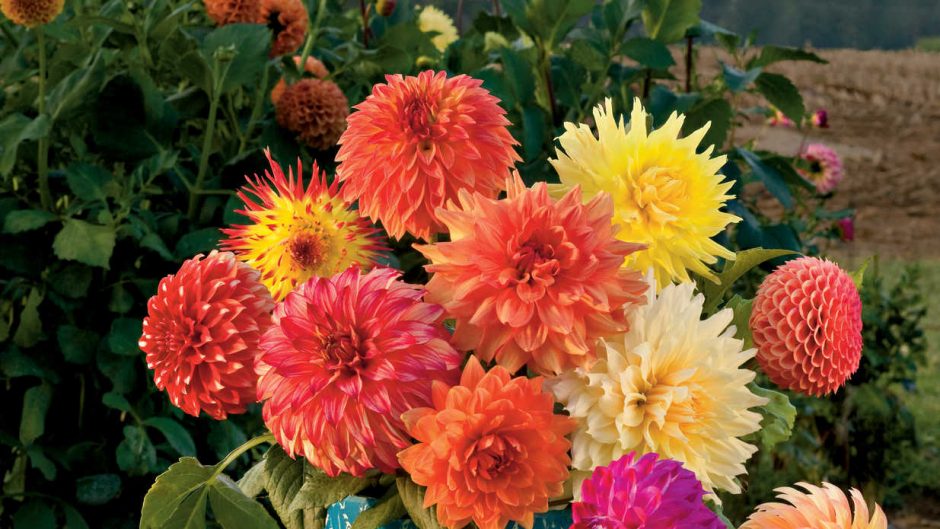 buy Dahlias flowers online