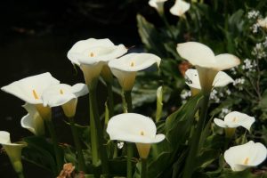 Buy fresh cut flowers in bulk,
