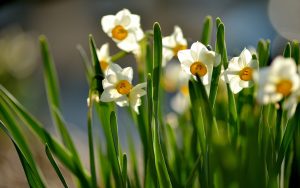 Buy Daffodil Flowers Online