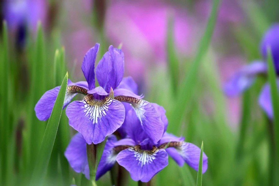 Cheap iris flowers in bulk