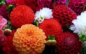 Buy Dahlias Flowers Online