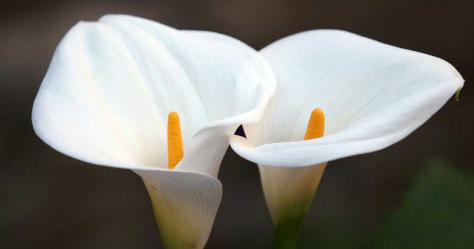 Calla lilies for sale