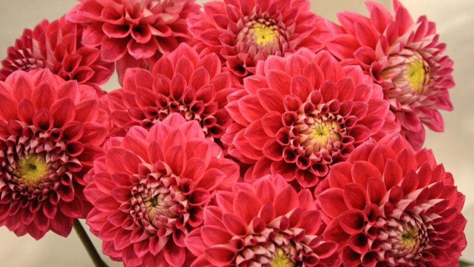 Buy Dahlias flowers online