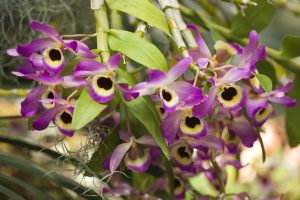 Wholesale Dendrobium Orchids