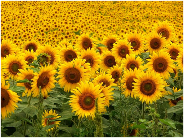 Bulk Sunflower