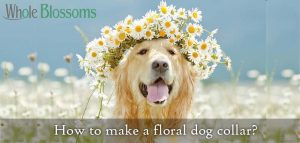 How to make a floral dog collar?