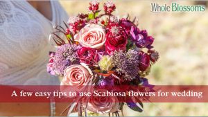 A few easy tips to use Scabiosa flowers for wedding